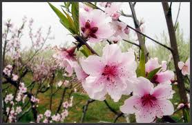 Tết cổ truyền của Việt Nam: Phong tục và ý nghĩa