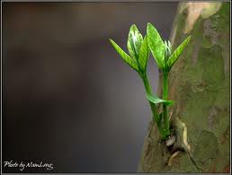 Lá Thư Mục Vụ của Ðức TGM Denver Về Humanae Vitae