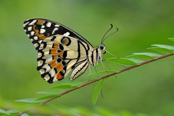 Giu-đa hay là tôi...?