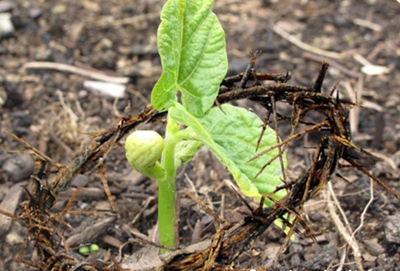 Suy niệm Tin mừng Chúa Nhật V Mùa Chay