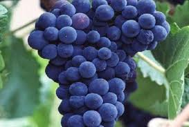 Ăn nho thường xuyên phòng được bệnh cao huyết áp