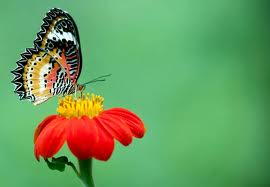 Phim: Gánh xiếc Bươm Bướm