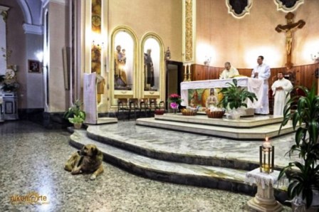 Chó mỏi mòn đợi chủ đã chết ở nhà thờ