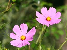 Sống đức tin - bình an của Chúa