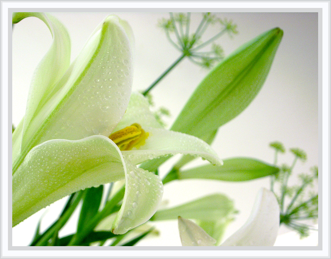 Tình trong thinh lặng