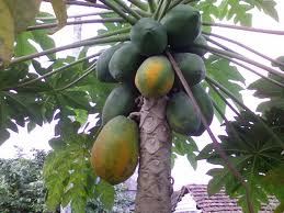 Lá đu đủ chữa bệnh ung thu