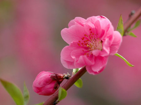 Uỷ ban Giáo dục Công giáo / HĐGMVN: Thư gửi các sinh viên, học sinh Công giáo nhân dịp Tết Nguyên đán Giáp Ngọ