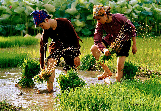 Lời Chúa và các bài suy niệm Chúa nhật tuần 15 Thường niên A