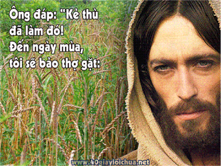 Lời Chúa và các bài chú giải - suy niệm Tin Mừng Chúa Nhật XVI thường niên – năm A