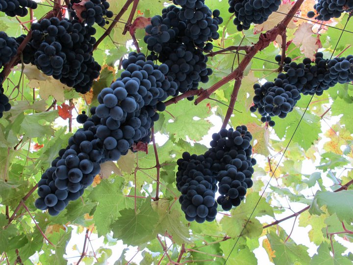 Lời Chúa và suy niệm Tin Mừng Chúa Nhật XV thường niên – năm A