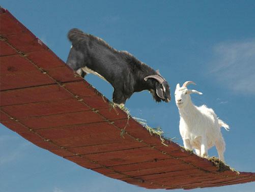 Đố vui năm Con Dê