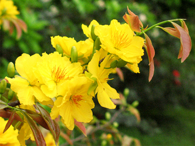 Lời nguyện tín hữu Tết-Lễ Tro-Thường niên