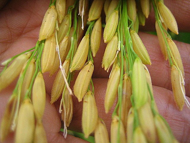 Toàn văn Sứ Điệp Ngày Thế Giới Truyền Giáo 2015 của ĐGH Phanxicô