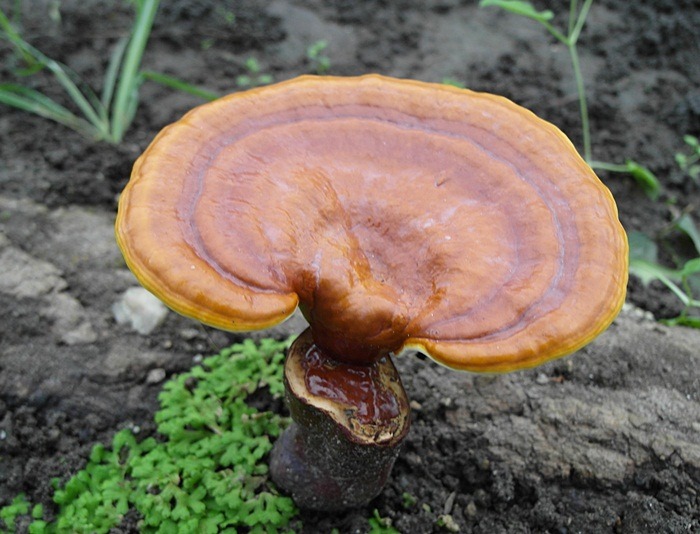 Công dụng của Nấm Linh Chi