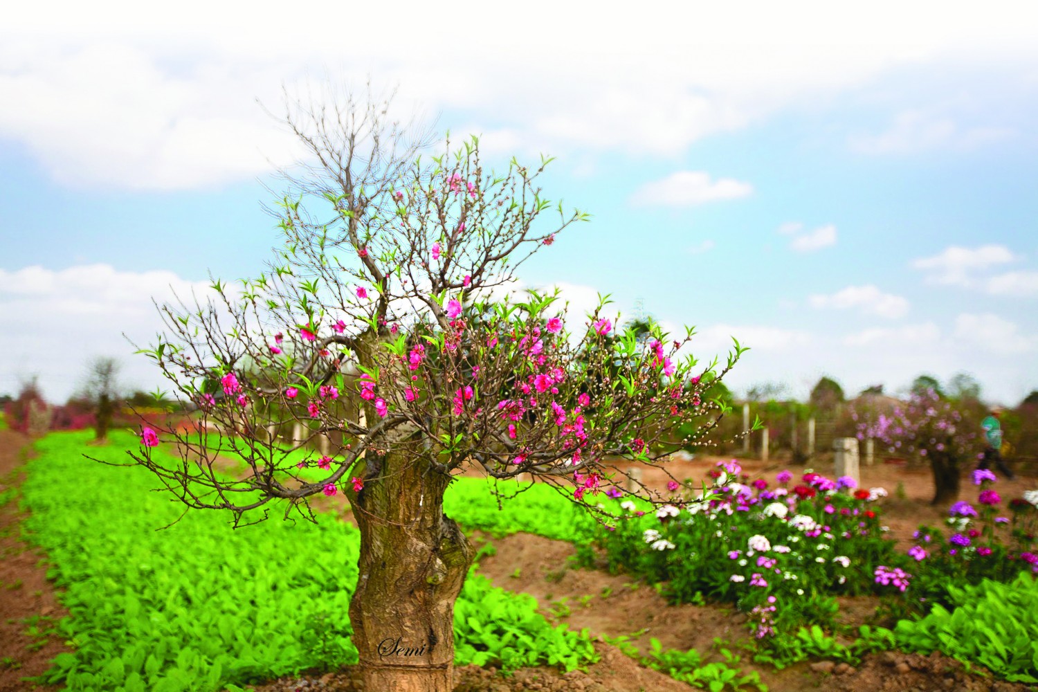 Tại sao lại phải 'Về Quê' để 'Ăn Tết'?