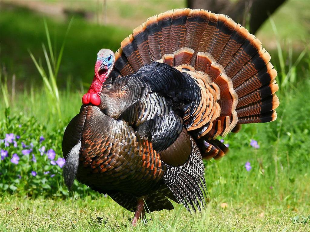 Con Gà trong Kinh Thánh