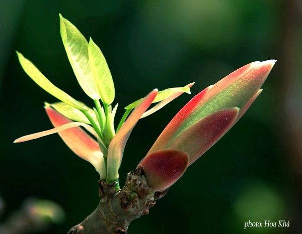 Lời nguyện tín hữu các ngày Tết Cổ truyền